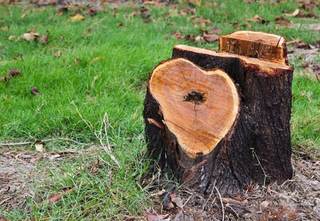 remove-tree-stump