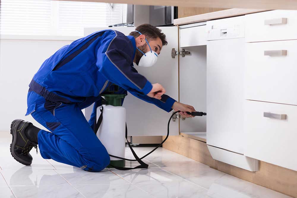 pest control in your home