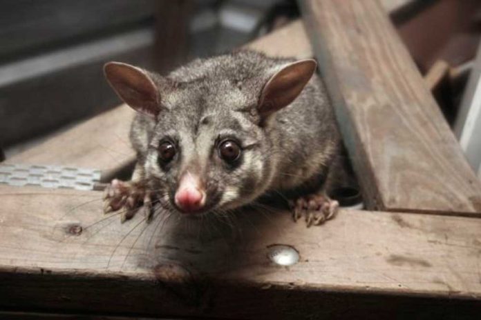 Possum-Removal